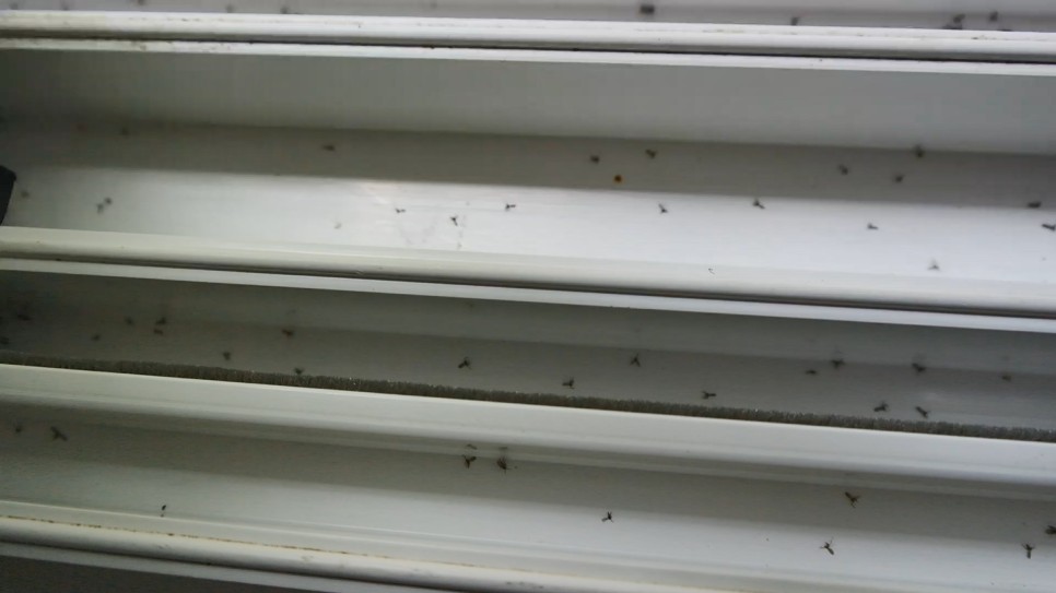벌레 차단 창문틈 방충망 용인 아파트벌레 9