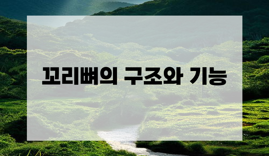 1. 꼬리뼈의 구조와 기능