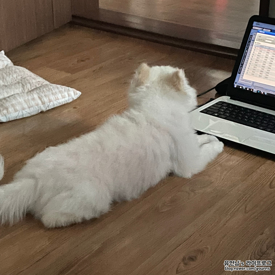 특징 (포메라니안 스피츠와 차임) 믹스견 종류 폼피츠의 성격과 2