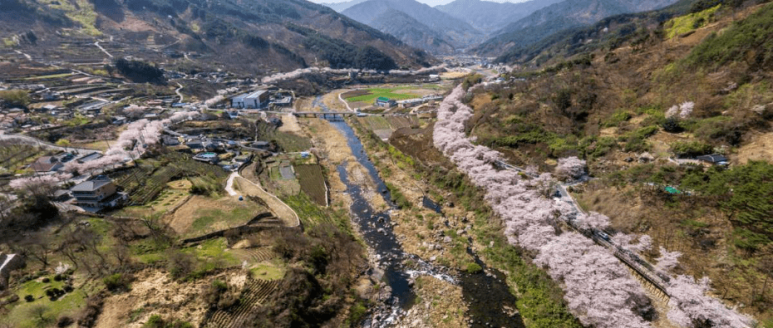 화개장터 벚꽃축제