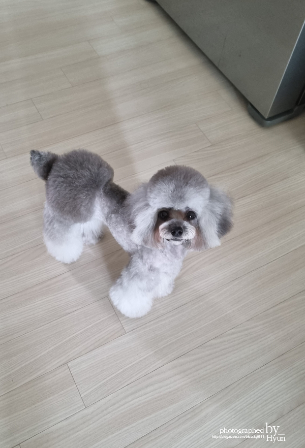 ::모델이 되어도 좋아! 실버푸들 마리 미용 3