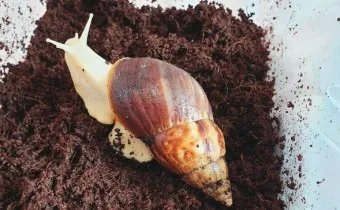 백와달팽이 가격 키우기 분양 수명 먹이 성격 종류_15
