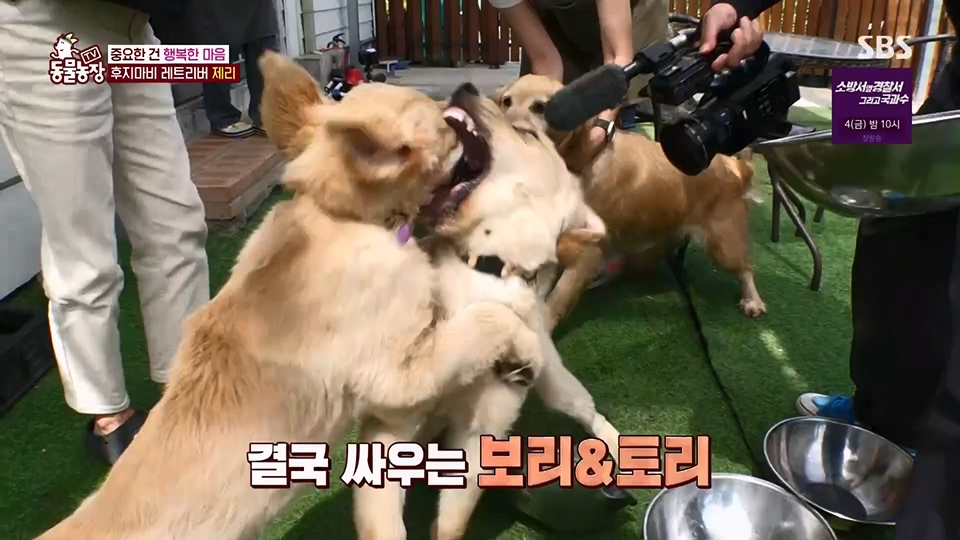 TV 동물농장.E1129.230716p.H264-F1RST.mp4_20230716_183620.614.jpg