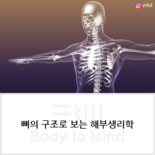  뼈의 구조(bone structure)로 보는 해부생리학(anatomy and physiology)