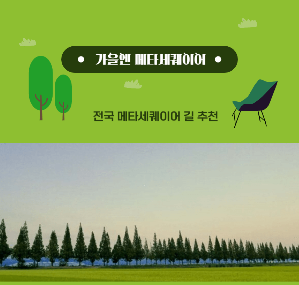  가을엔 단풍 산에 가기 싫을땐 메타세콰이어 길이지!