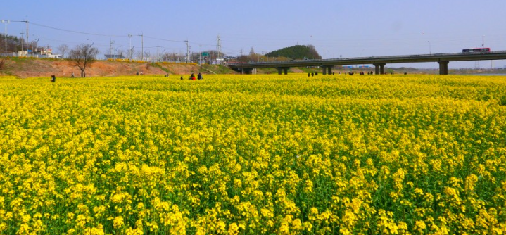 나주 영산강 유채꽃