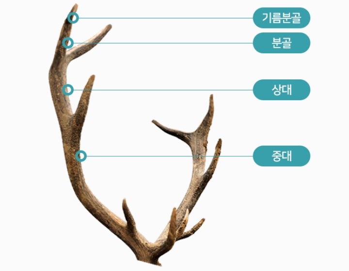 녹용부위별명칭