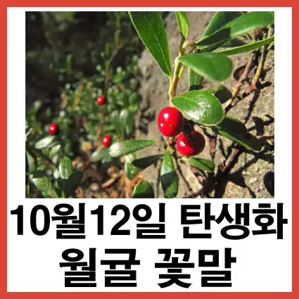 10월-12일-탄생화-월귤-꽃말