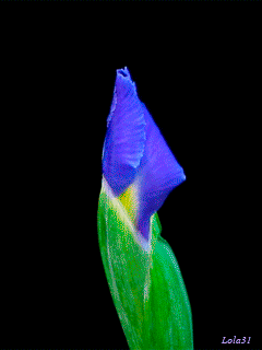 img.gif