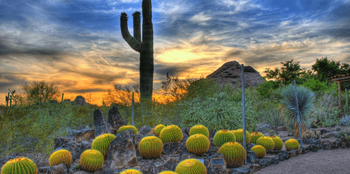 사막 식물원 Desert Botanical Garden (source: homeswithjean.com/)