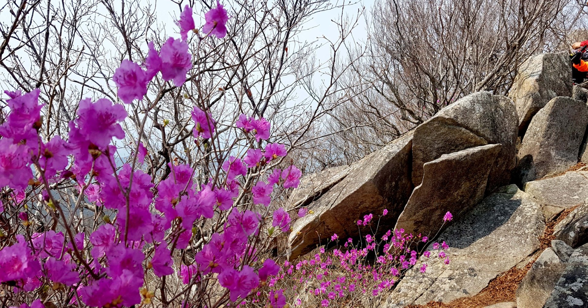 거제 망산 진달래