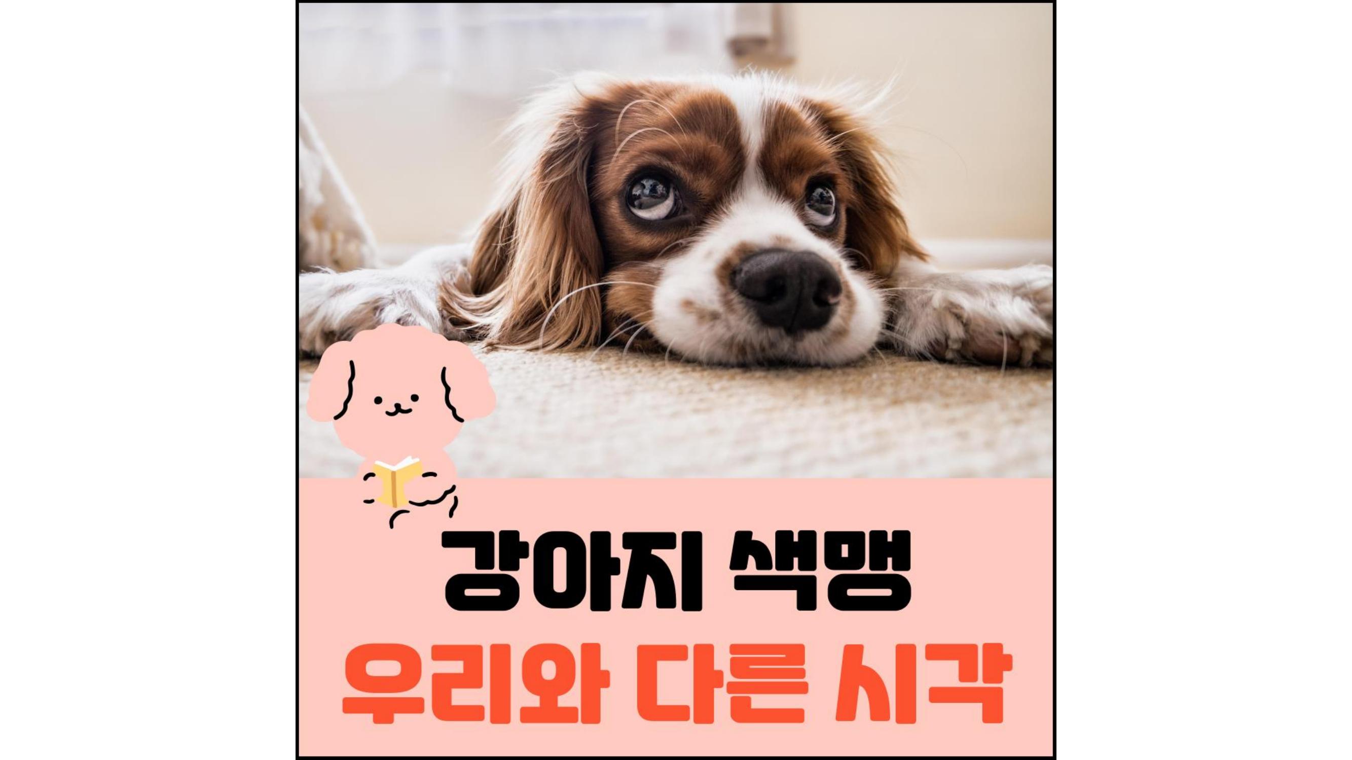 강아지-색맹-우리와-다른-시각-섬네일