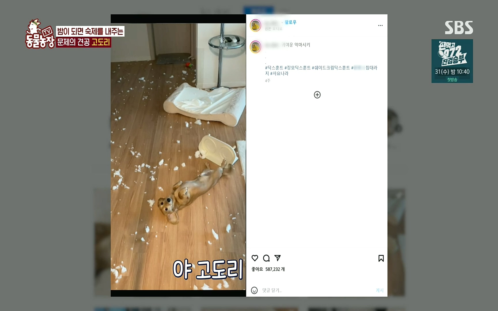 TV 동물농장.E1083.220821p.H264-F1RST.mp4_20220821_183650.982.jpg