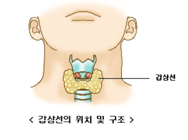 갑상선의위치