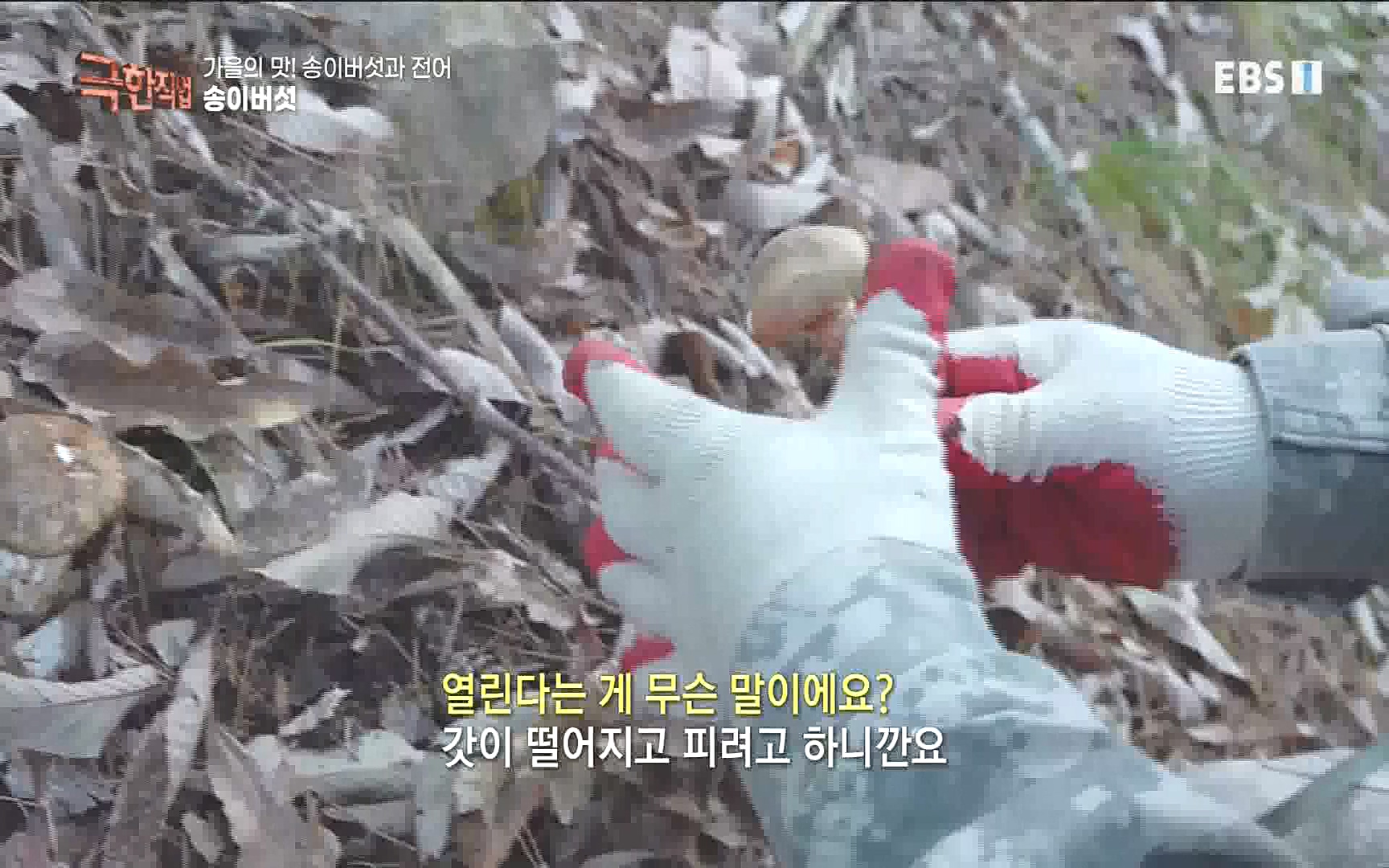 송이버섯과 전어 221008.mp4_20221012_213435.600.jpg