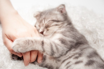 남의 손에 응석부리는 고양이.