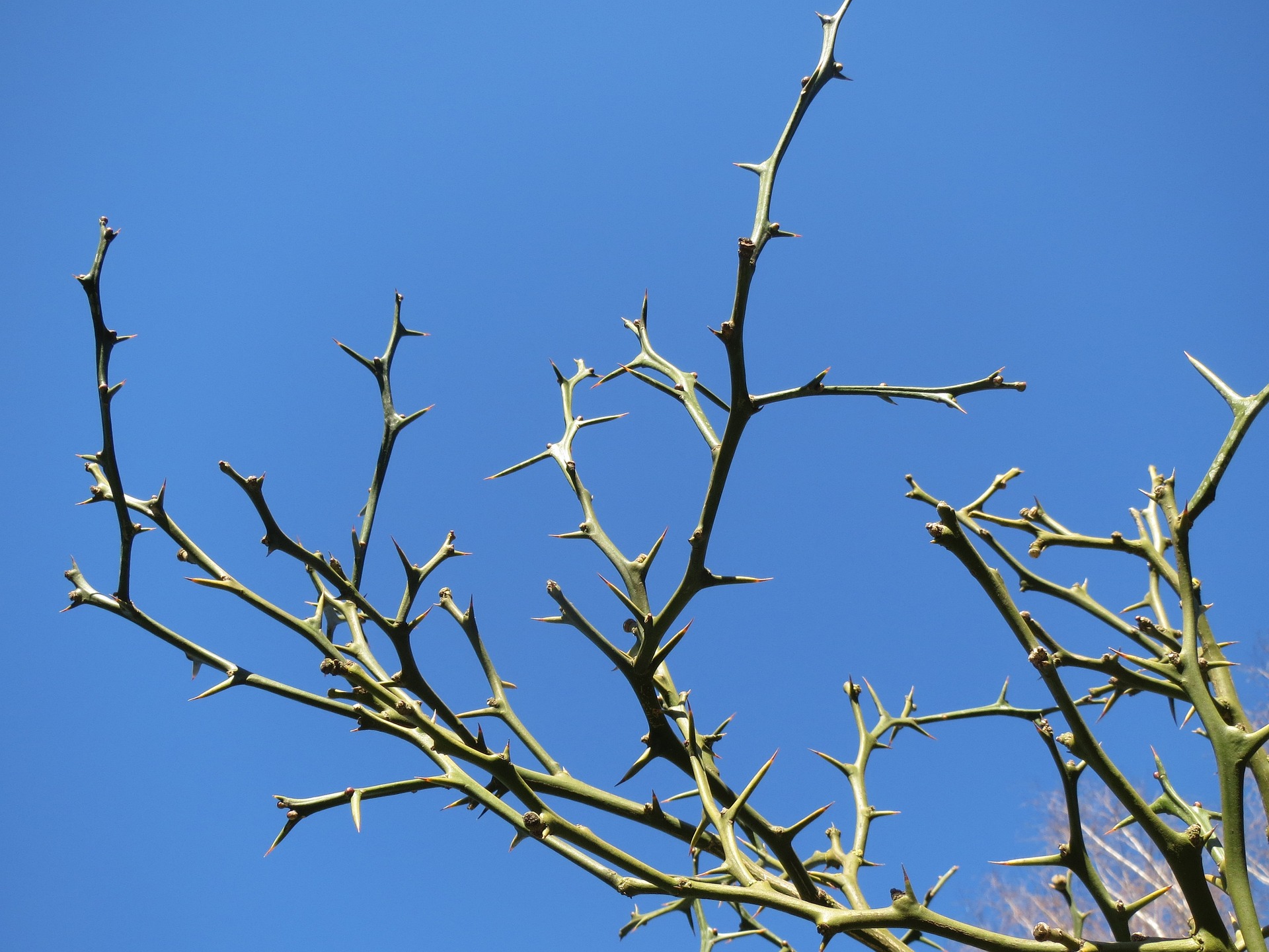 야생의 탱자나무의 줄기에 있는 날카로운 가시를 파란하늘과 함께 확대하여 찍은 사진
