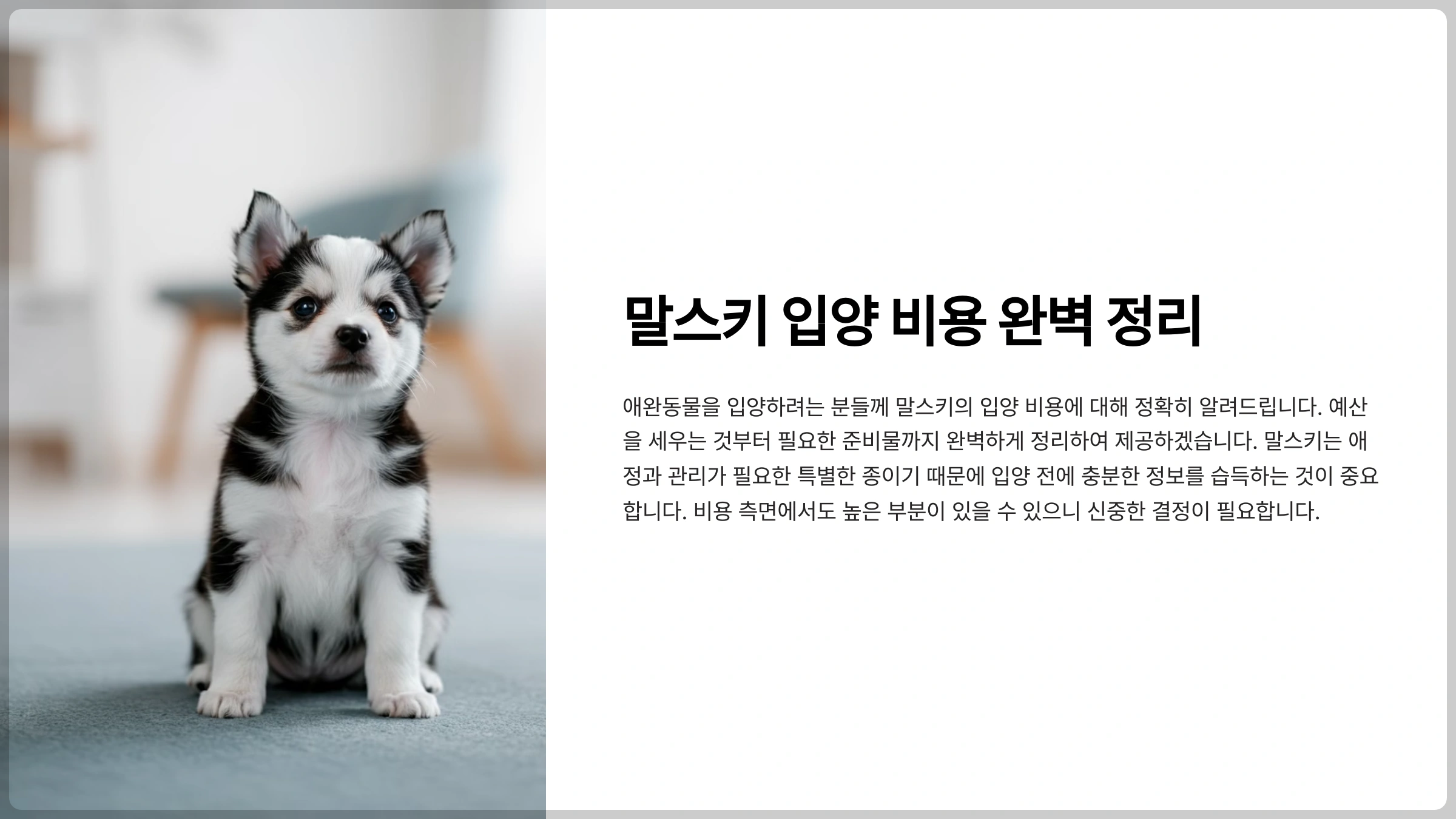 말스키 입양 비용 완벽 정리