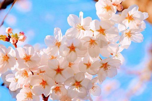따뜻한 봄날 만개한 벚꽃의 모습(2)