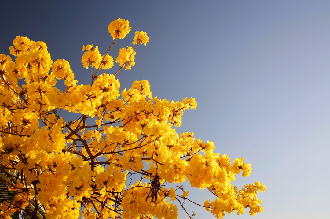 Bloom.