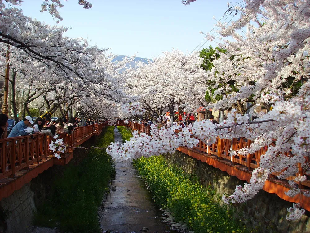 전국 벚꽃 축제 정보. 빨라진 벚꽃 개화