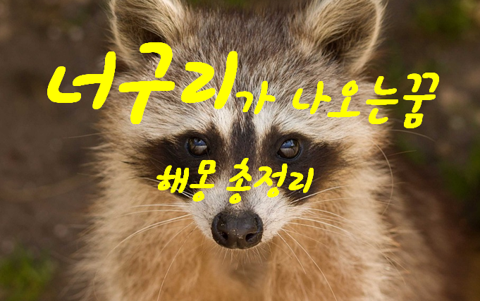  너구리꿈 해몽 총정리