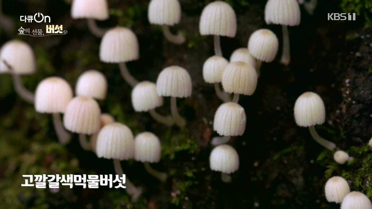 다큐 온.E227.231120p-NEXT.mp4_20231121_201847.321.jpg