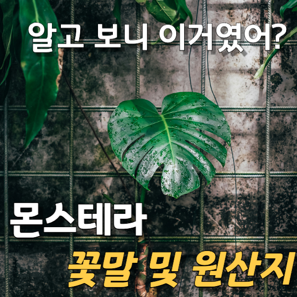 몬스테라-소개
