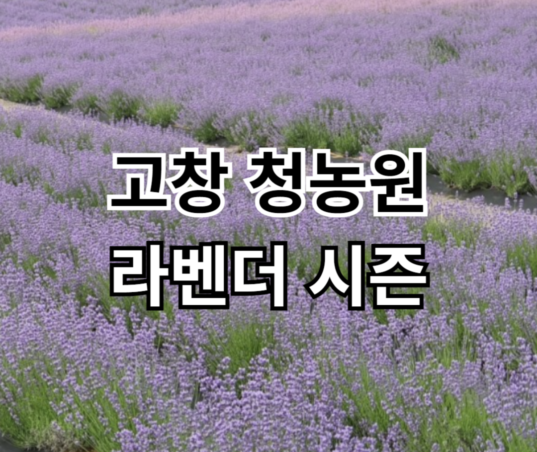 고창 청농원 라벤더 시즌