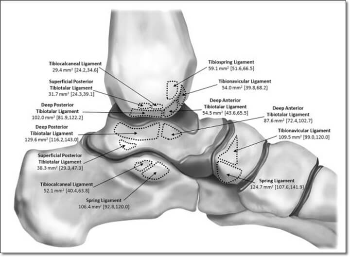 발과 발목 인대의 부착부위를 나타낸 그림