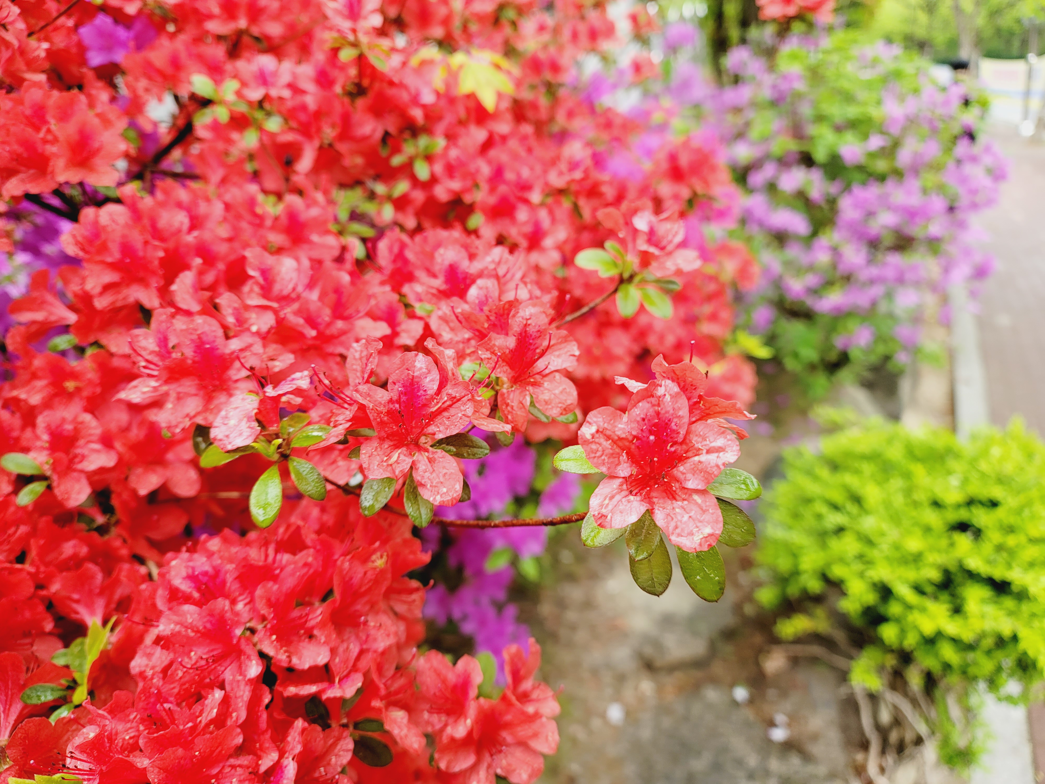 산철쭉 화단접대 31