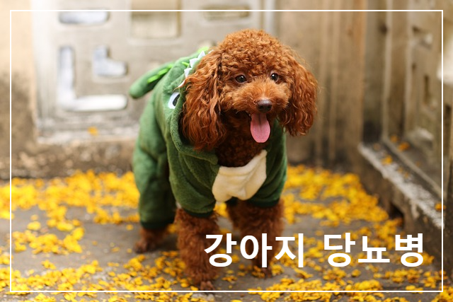  개의 "당뇨병"~ 증상, 메커니즘 및 치료 방법