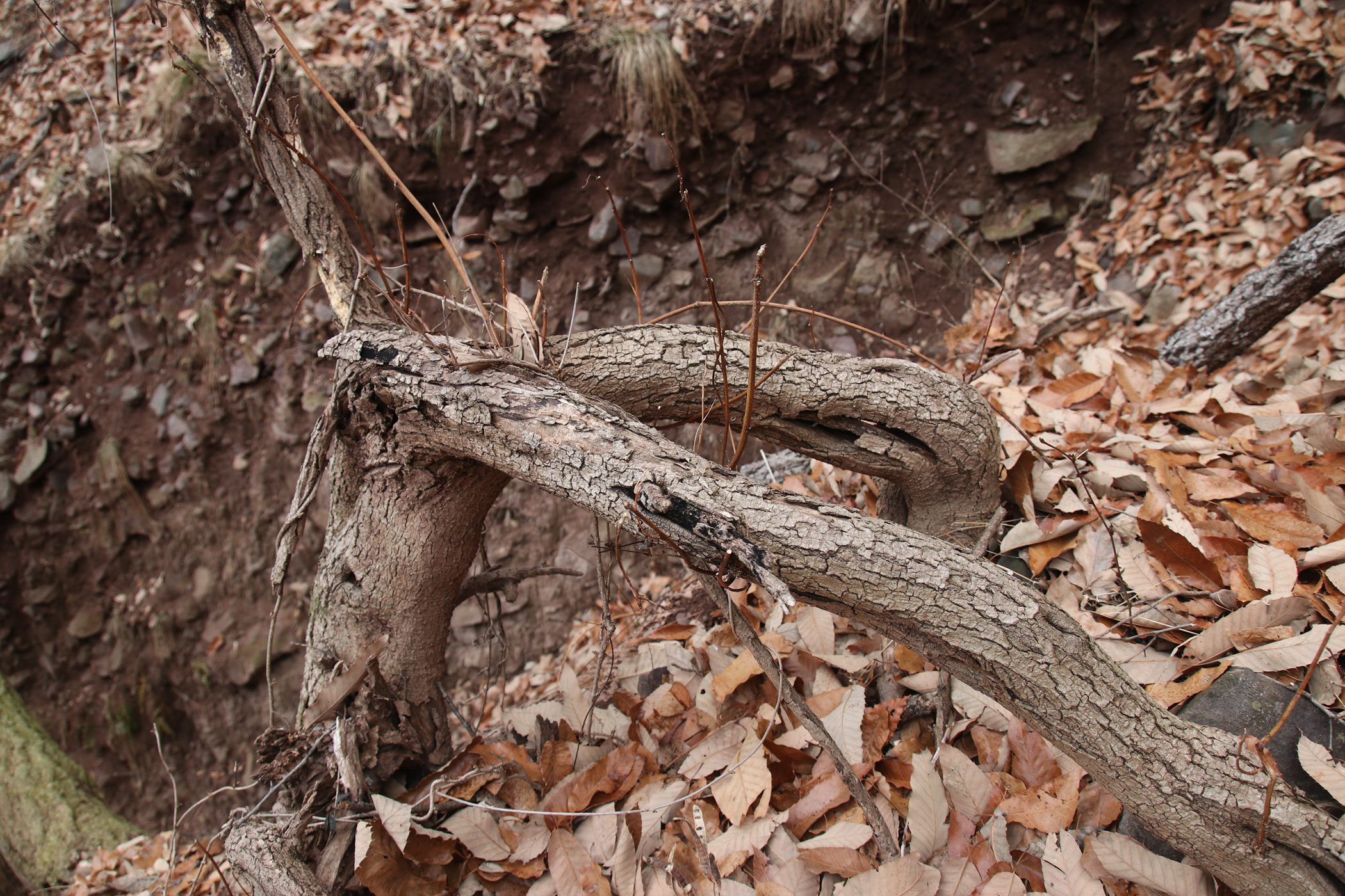경남 의령군 국사봉 05 52