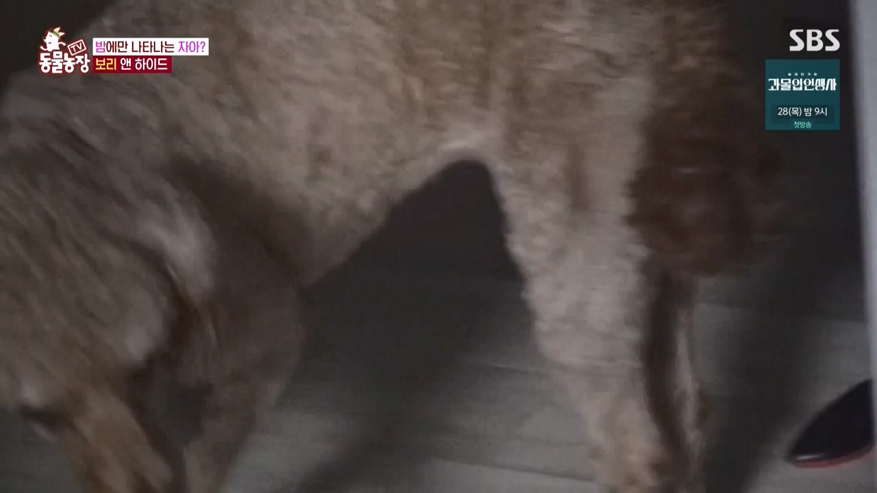 TV 동물농장.E1150.231218p-NEXT.mp4_20231217_171342.028.jpg