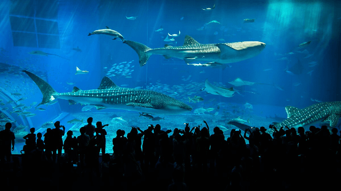 오키나와 추라우미 수족관 Okinawa Churaumi Aquarium