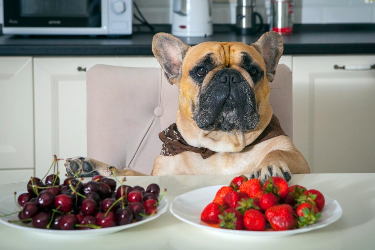 딸기와-체리중-딸기를-선택하는-강아지