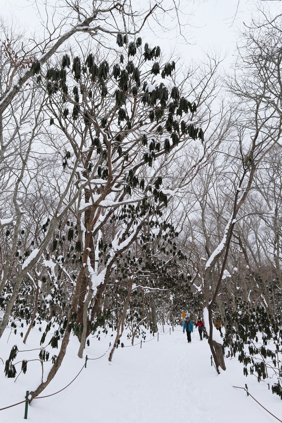 눈쌓인 겨울산 이미지 21