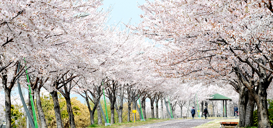 2023년-벚꽃축제-부산벚꽃축제