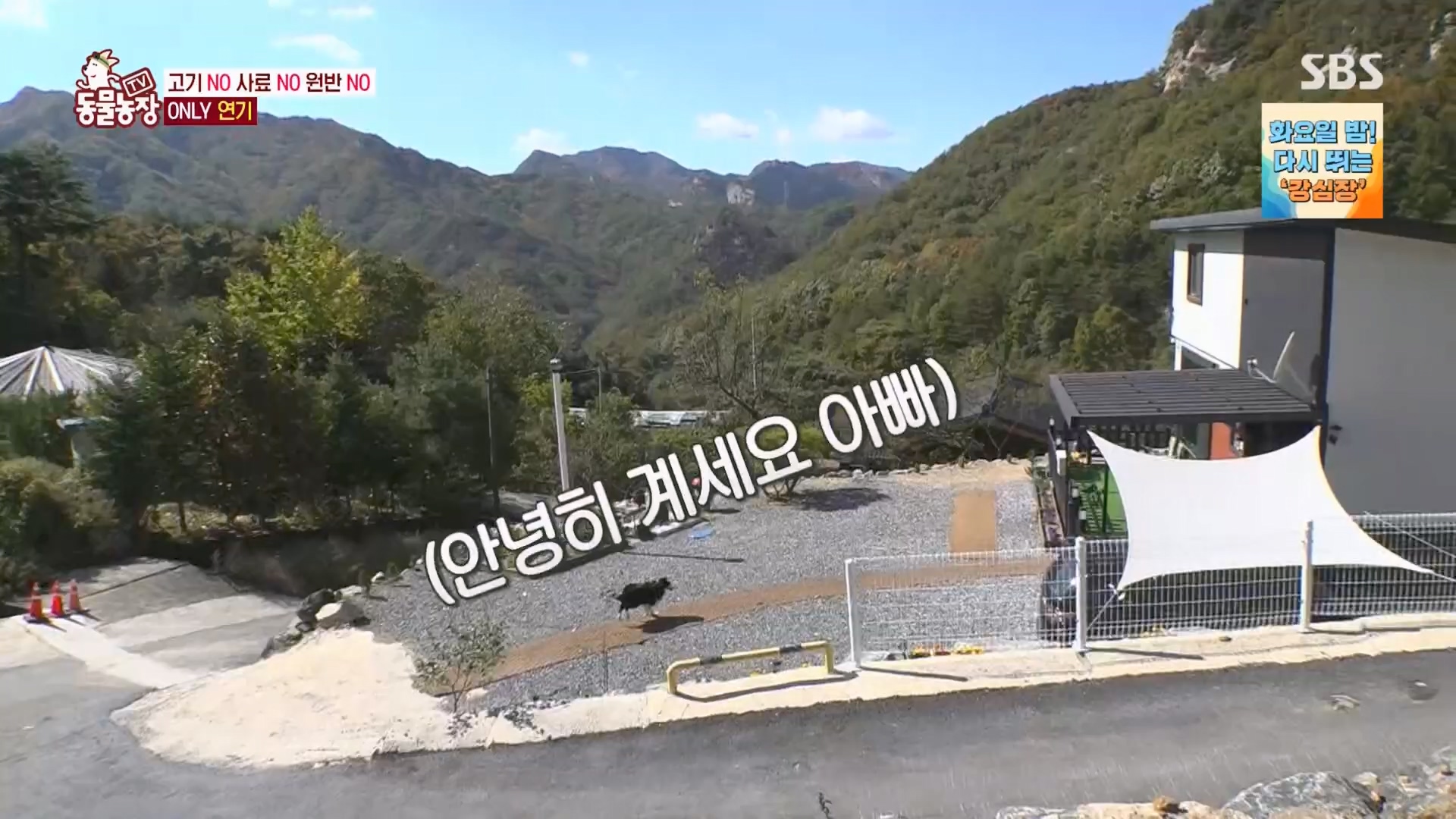 TV 동물농장.E1148.231203p.H264-F1RST.mp4_20231203_181431.899.jpg