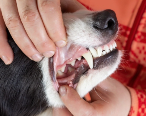 강아지 치아관리