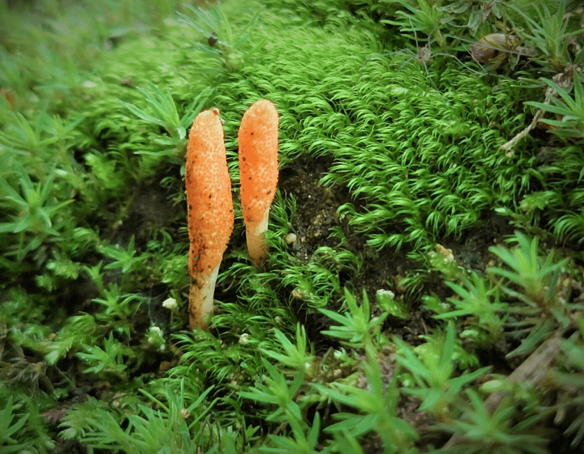 동충하초 반숙란(계란) 분말 차 술 먹는 방법 및 효능 알아보기