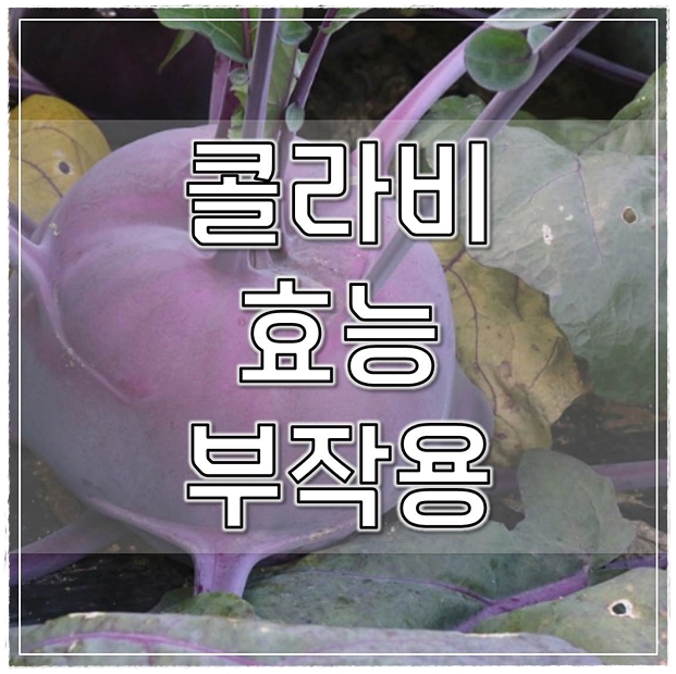  콜라비 효능 부작용 팩트만 정리