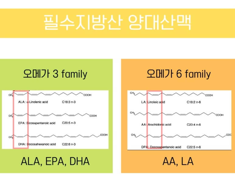 필수 지방산 양대 산맥 (출처 : 닥터 라이블리 https://blog.naver.com/livelyunion/222143651880)