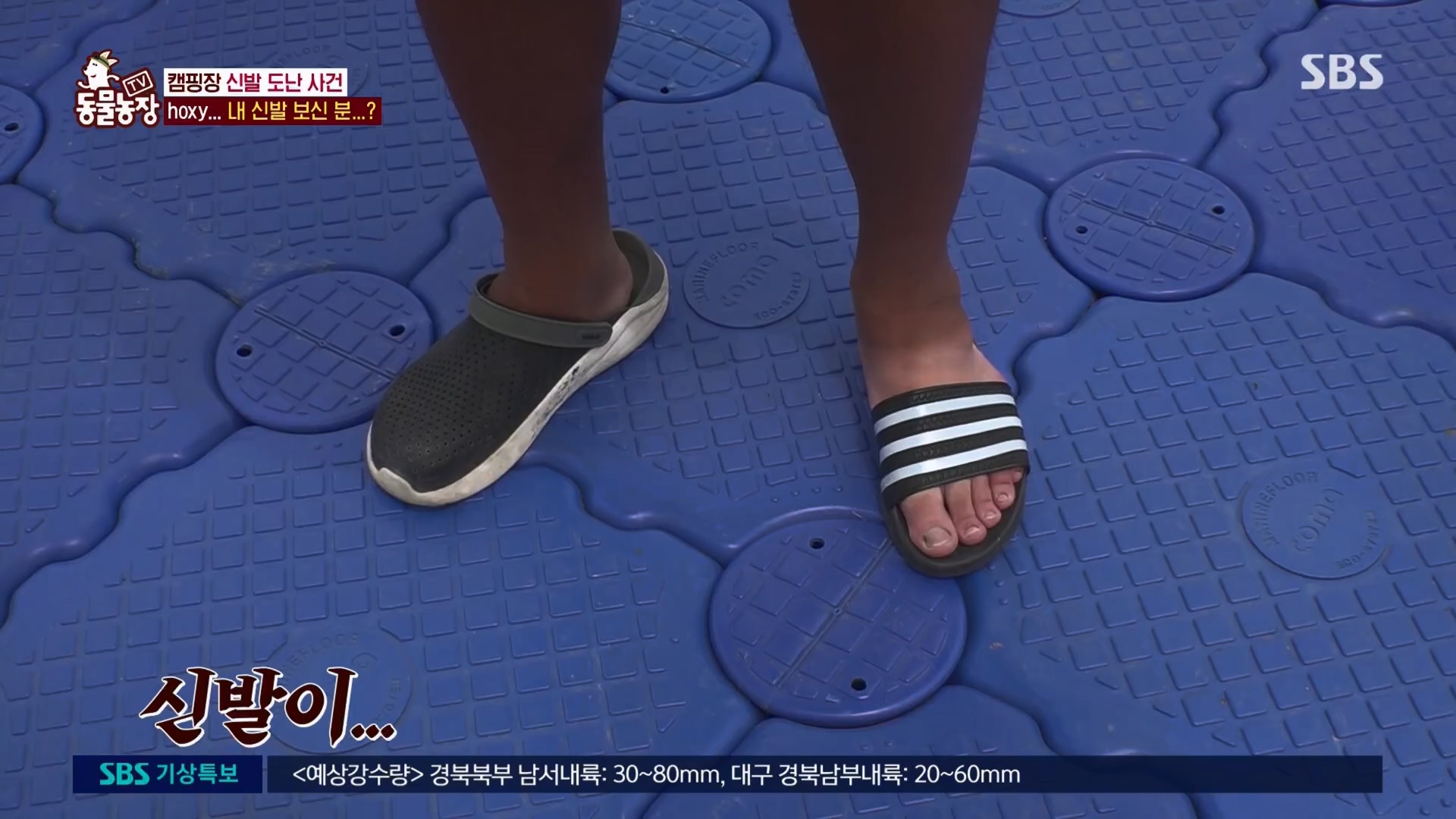 TV 동물농장.E1130.230723p.H264-F1RST.mp4_20230723_171215.506.jpg