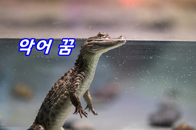  악어 꿈의 의미는?