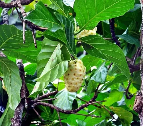 노니(Noni&#44; Morinda citrifolia)