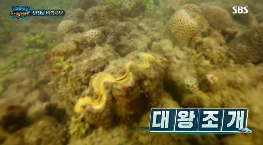 이열음 대왕조개