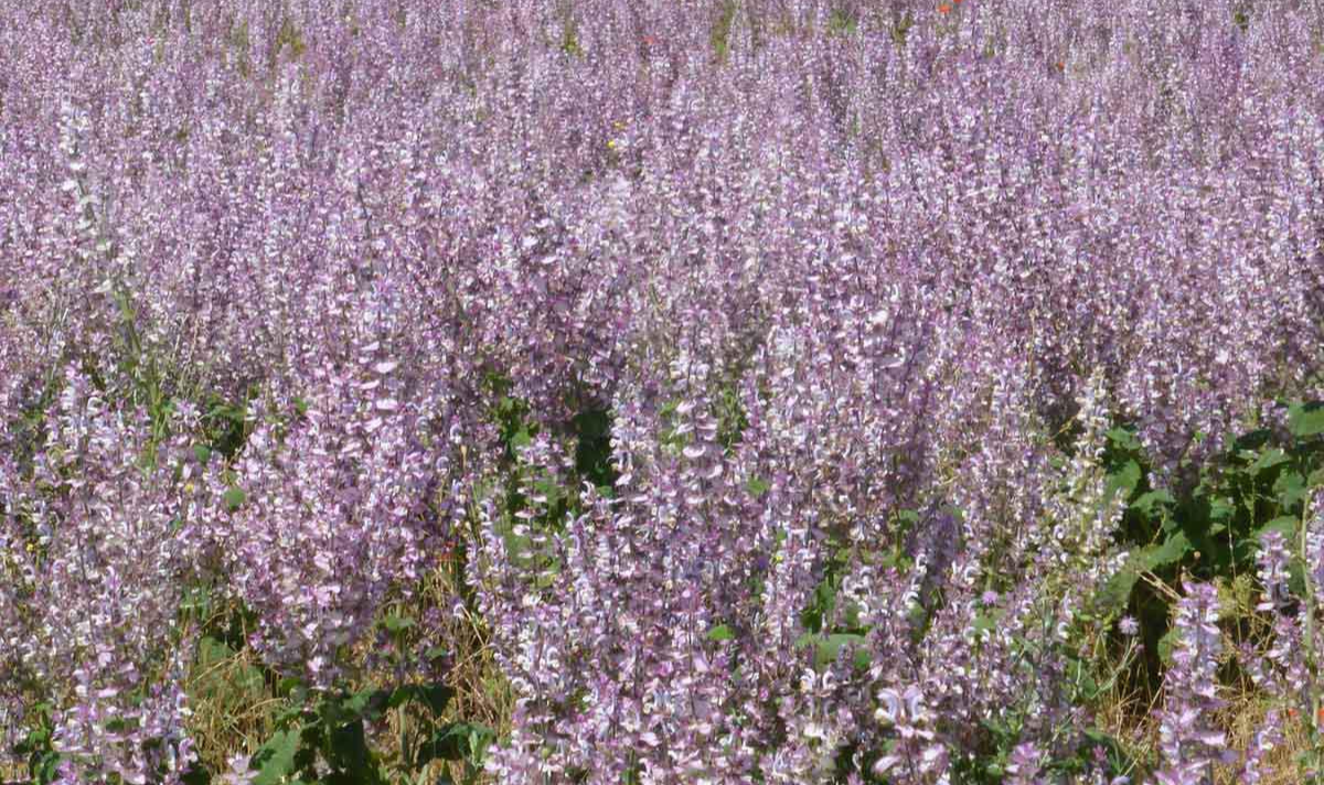  여성에게 더 좋은 클라리 세이지(Clary sage) 에센셜 오일