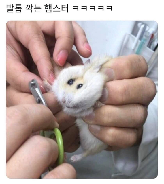  발톱 깎는 햄찌