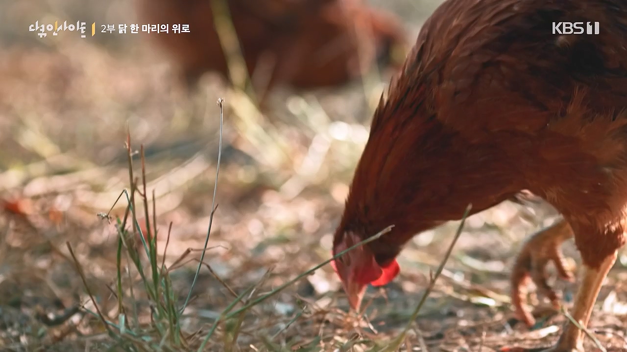 다큐 인사이트.E191.240532p-NEXT.mp4_20240601_163411.925.jpg